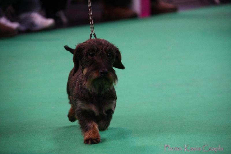 Crufts2011_2 1115.jpg